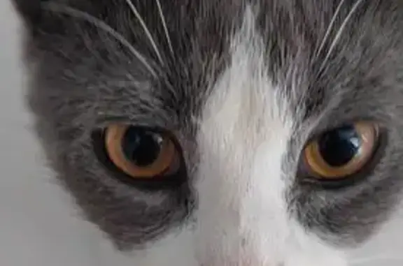 Найденные животные Петрозаводск, фото: Кошка найдена: Афанасьева, 3, Петрозаводск