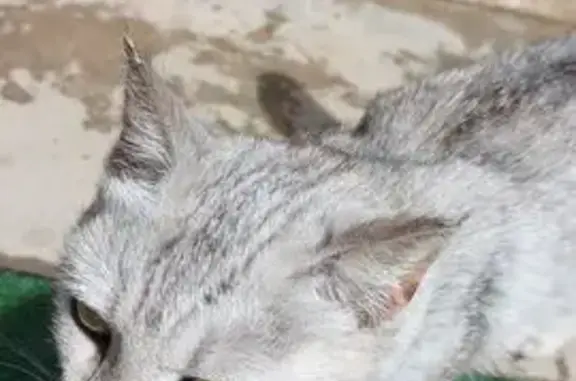Найдена кошка, Бузулук, фото: Кошка найдена: ул. Галактионова, 97, Бузулук