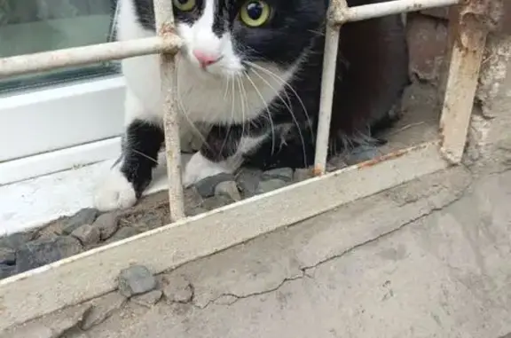 Кошка найдена: Баргузинская 41А, Чита