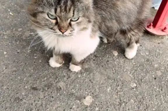 Кошка найдена на Гражданской улице, Чебоксары