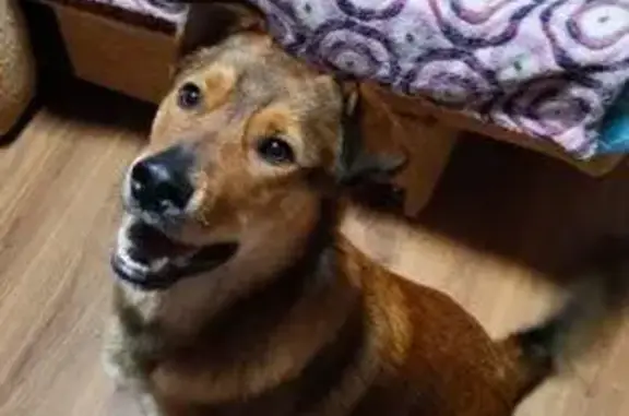 Собаки потеряшки, Ярославль, фото: Потеряшка рыжая собака, Панина 27А, Ярославль