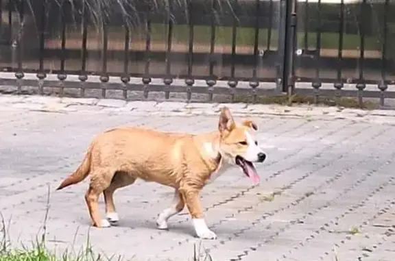 Собака найдена: Ленинский пр., 81, Калининград