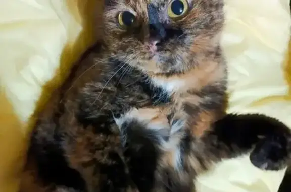 Кошки потеряшки, Пенза, фото: Потеряшка кошка, ул. Гастелло, 69, Пенза