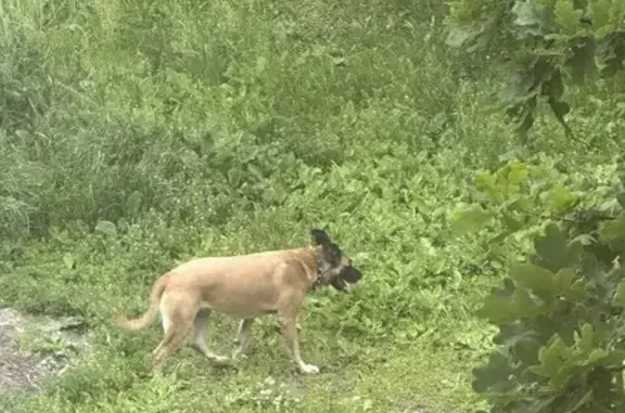 Собака найдена: Ольштынская 8, Калининград