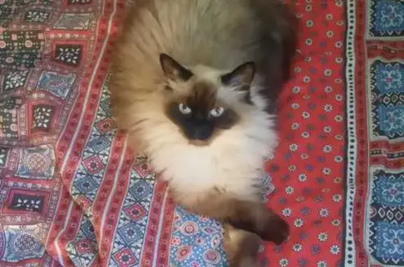 Пропала кошка, Южная ул. 4, Рощино
