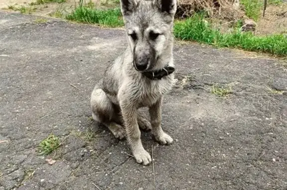 Найдена собака, , фото: Собака найдена: Заклинское с/п, 41А-004