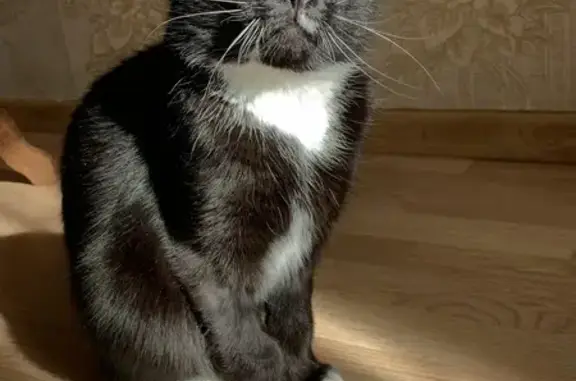 Кошки потеряшки, Кострома, фото: Потеряшка кот Каспер, Костромская 86, Кострома