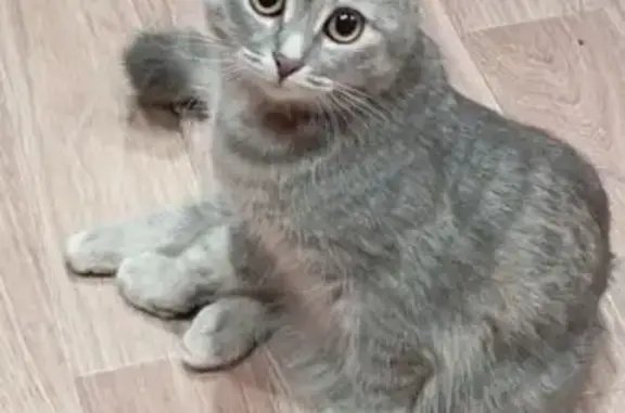 Пропала кошка, ул. Гагарина 9, Иваново