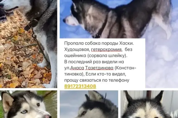Собаки потеряшки, Казань, фото: Потеряшка хаски, Казань, ул. Тазетдинова 6