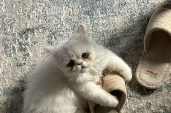 Кошка найдена: Сортировочная-Московская, 9