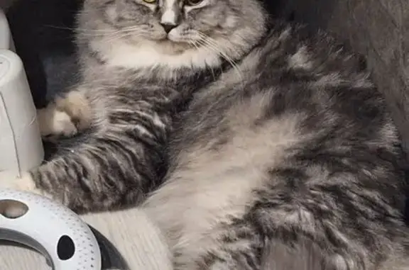 Пропала кошка, Бекешская ул, 6, Пенза