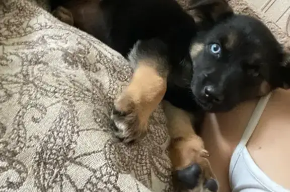 Щенок найден: ул. Кутузова, 116, Тула