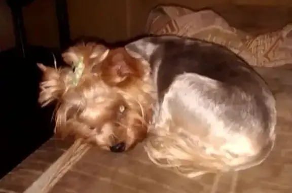 Найдена собака, Боевая ул. 72, Астрахань