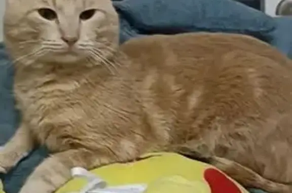 Пропал кот, ул. Горького, 20, Симферополь