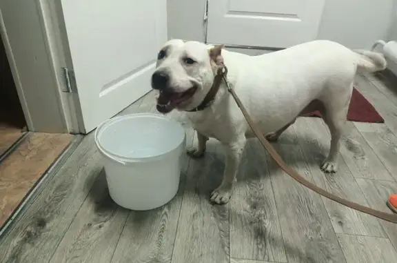 Найдена собака, , фото: Собака найдена: 04Н-778, Александровка