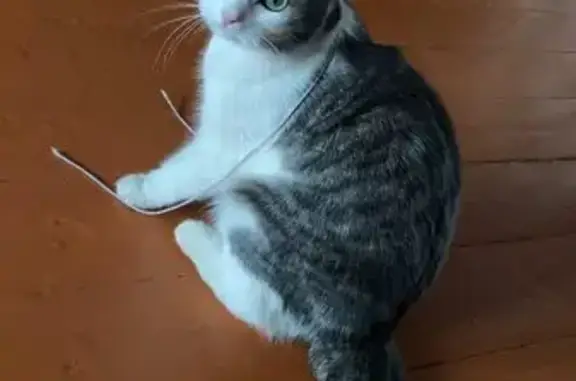 Кошки потеряшки, Златоуст, фото: Потеряшка кошка, Зелёная 15, Златоуст