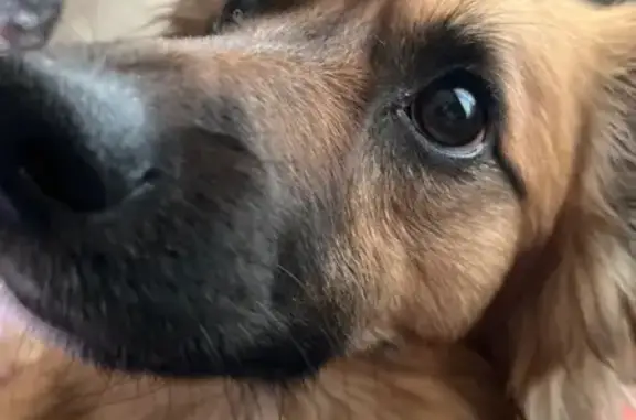 Собака найдена: Высокогорское с/п, «Волга»