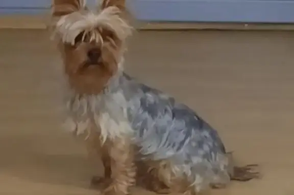 Собака найдена: пр. Победы, 93, Казань