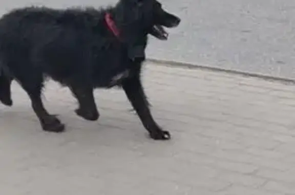 Собака у метро Девяткино, Привокзальная 6