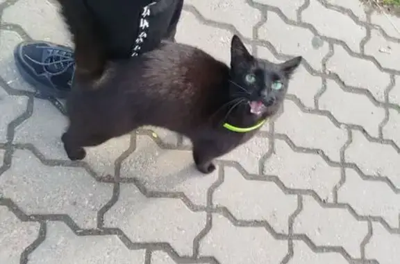 Кошка найдена на Большевиков, 53 к1