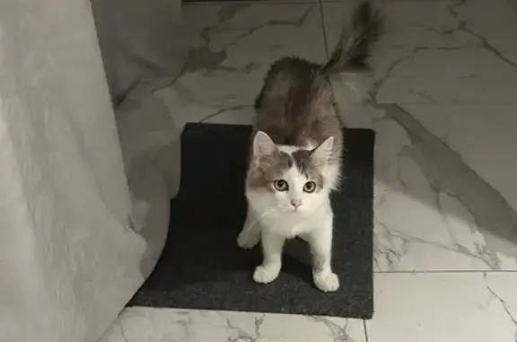 Пропала кошка, Бухолово, Владимирская обл.