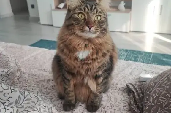 Кошки потеряшки, Саратов, фото: Потеряшка кошка, Рабочая ул. 122, Саратов