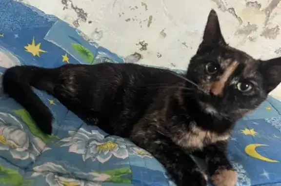 Кошка найдена: ул. Стасова, Краснодар