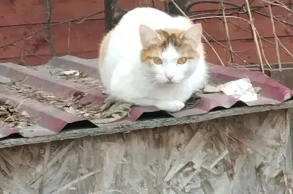 Пропала кошка, ул. Лизы Чайкиной, 14 к1