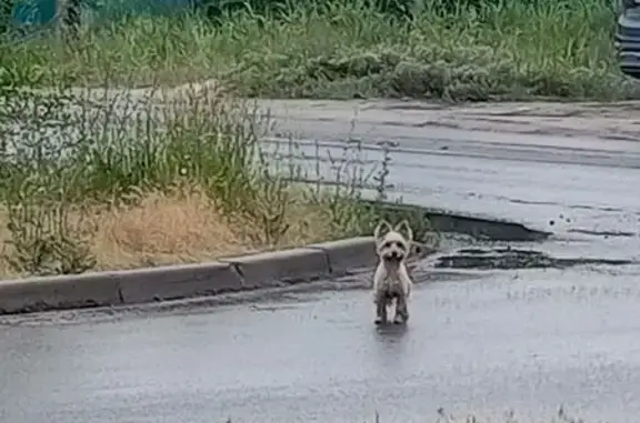 Собака найдена, Успенского 14, Волгоград