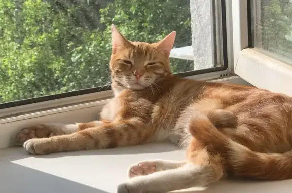 Кошка найдена: Чкалова, 40/28, Ярославль