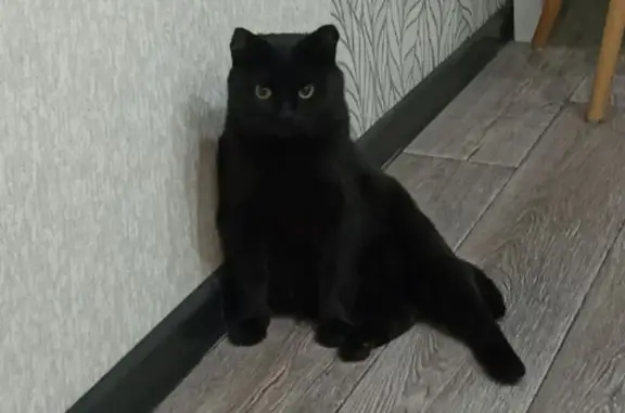 Пропала кошка, ул. Советов, 133, Купино