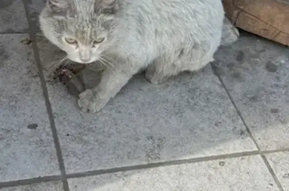 Найдена кошка, Улан-Удэ, фото: Найдена белая кошка, ул. 8 Марта, 3