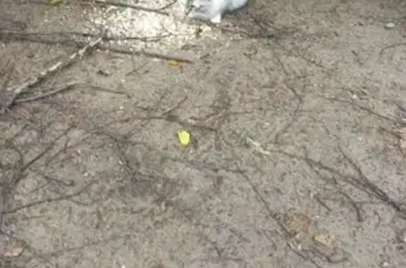 Найденные животные Тверь, фото: Кошка найдена на Петербургском ш., 33