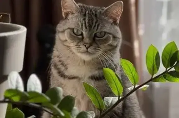 Кошки потеряшки, Курган, фото: Потеряшка кошка, ул. Криволапова, 48, Курган