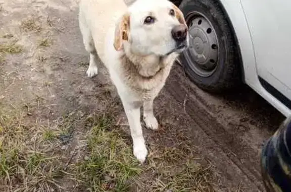 Собака на дороге Федоровка-Барсуки!