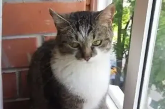 Кошки потеряшки, Чебоксары, фото: Потеряшка кот Пушок, ул. Энгельса 40, Чебоксары