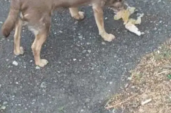 Собака найдена: ул. Мурлычёва, 51, РнД