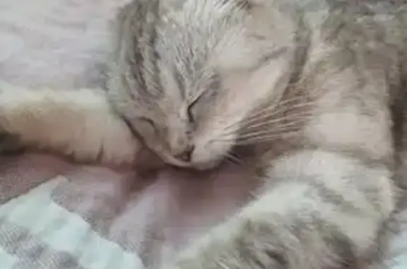 Пропала кошка на Бесланской ул., 48