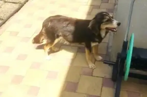 Найденные животные Ейск, фото: Найдена собака, Ейск, Герцена 64