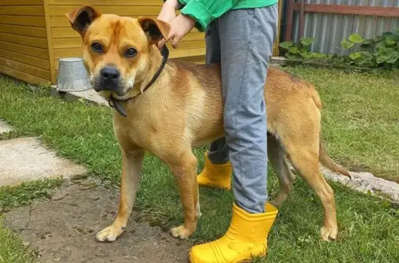 Найдена собака, Владимирская область, фото: Найдена собака, Каринское, Владимирская обл.