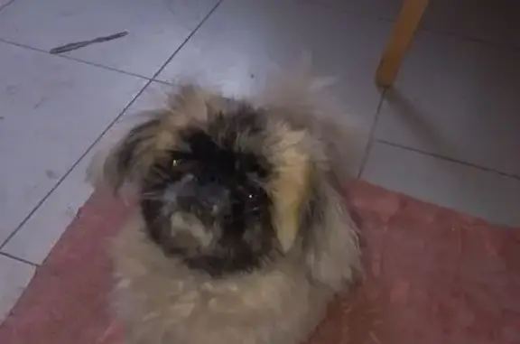 Найдена собака, Курск, фото: Пекинес найден: Светлая ул., Курск