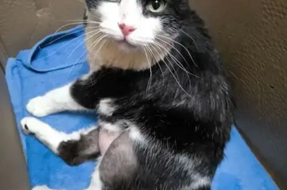 Кошка ищет дом, ул. Фабрициуса, Москва