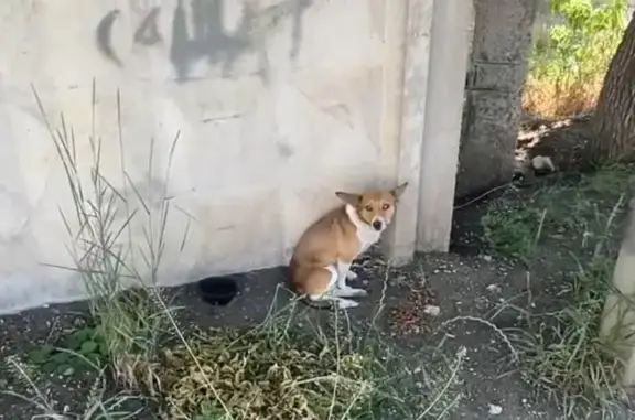 Найдена собака, Симферополь, фото: Собака найдена: Совхозная ул., Симферополь