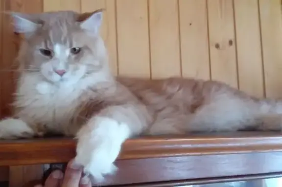 Пропала кошка, МО, Большой 17