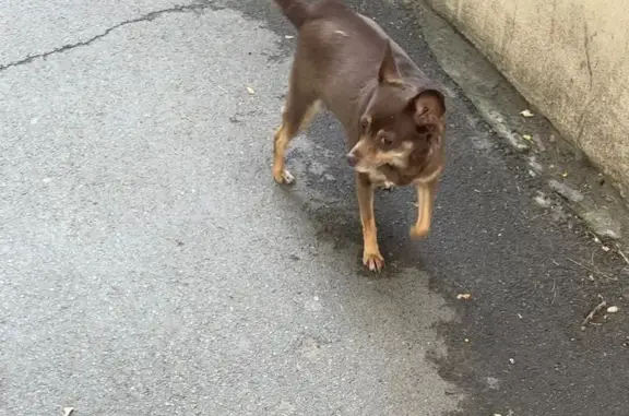 Собака найдена: 14-я линия, 70, Ростов-на-Дону