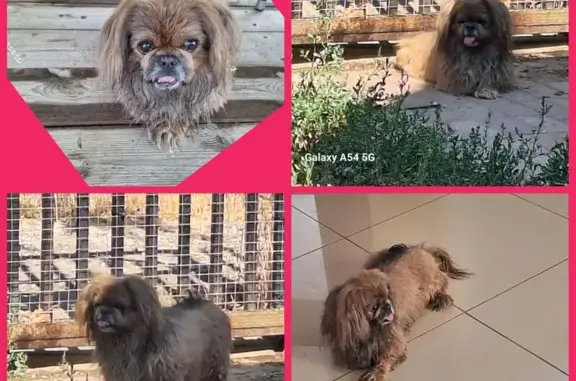 Собака найдена: ул. Кутузова 14/33А