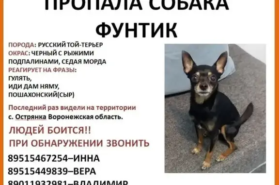 Пропала собака, Советская ул., Острянка