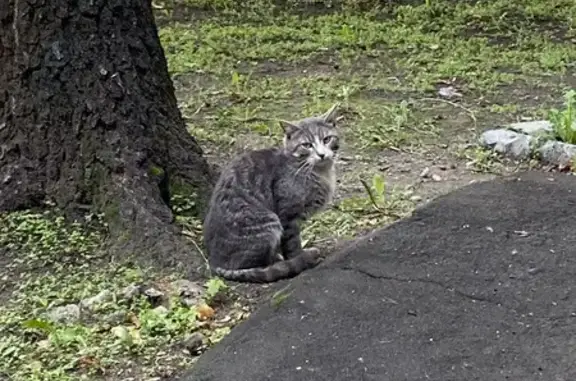 Найдена кошка, Ферганская ул., 24, Москва