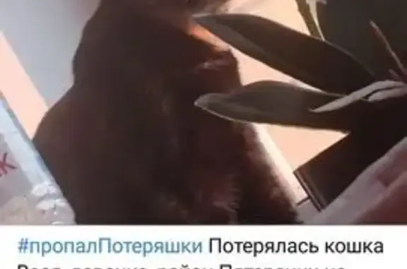 Пропала кошка, ул. Макарова, Тверь