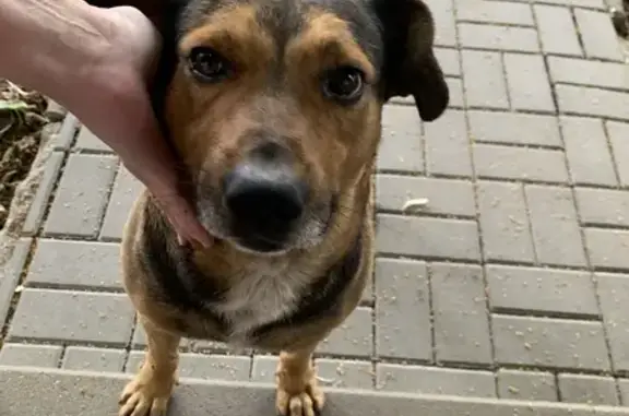 Собака найдена: 20-я линия, 66, Ростов-на-Дону